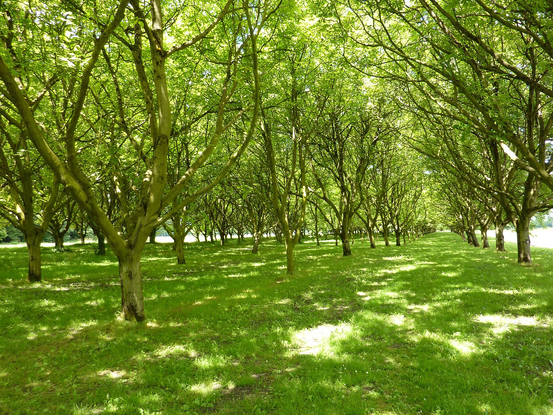 Noyeraie à Moirans, alignement de noyers et herbe rase